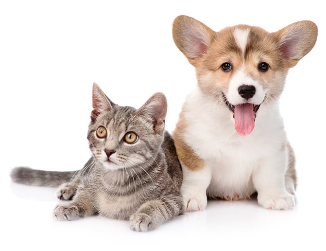 Move House With Pets